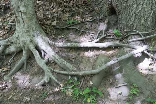 Closeup of protruding tree roots with letters carved on them.